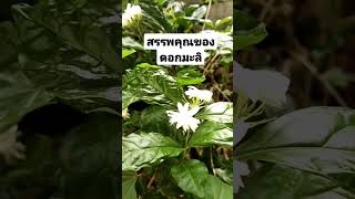 สรรพคุณของดอกมะลิ