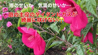 まるおの母　まるこの宿根草と低木の庭　2022 08 04 結構な量の雨が降った庭。今朝は久々に涼しい朝です。庭の主役のタイタンビカス、綺麗に花が開けません。まるおと、モグラ叩きごっこをしました🤣