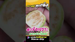 มะเขือเปราะ กินให้เป็นยา | Nava DIY