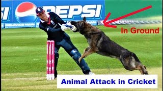 Top 5 Animal Attack in Cricket Match 🔥