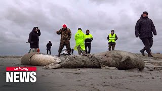 2,500 seals found dead along Russia's Caspian Sea coast