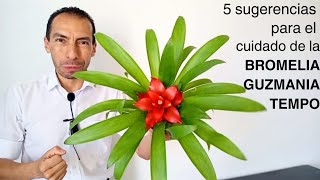 5 suggestions for the care of the BROMELIA GUZMANIA TEMPO