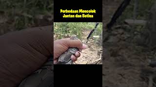 Perbedaan Perkutut Jantan Dan Betina  #burung #perkutut #shorts