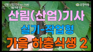 산림(산업)기사 실기 작업형 가을 하층식생 2부