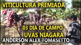 Uva Niagara Rosada Premiada Condução e Produção em Y em Jundiai com Anderson Tomasetto