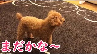 ママがいつも帰ってくる時間にそわそわが止まらない犬！【えびふらいの留守番】