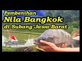 Pembenihan Ikan Nila Bangkok (Black NILS) Terbesar di Subang Jawa Barat