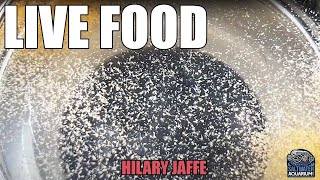 LIVE FOOD - What To Feed Your Aquarium - Hilary Jaffe