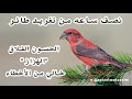 نصف ساعه من تغريد طائر الحسون الفلاق