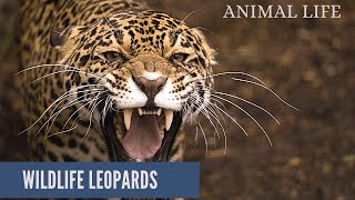 Amazing Leopard Encounters |Footage of Africa's Majestic Big Cat|