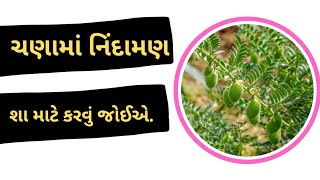 ચણામાં શા માટે નિંદામણ કરવું જોઈએ || ચણાની ખેતી || ચણાના ભાવ || આજના બજારભાવ || ખેડુતપુત્ર ગુજરાતી