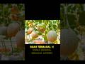 Buah Termahal di dunia🌏#video shorts