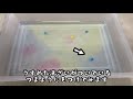 【オンラインこども科学教室】水の力でお絵かきしよう！