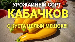 Лучший Сорт Кабачков. Удивит Любого Дачника!!