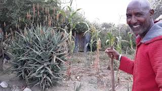 Maasai Trees: Oiti (Acacia mellifera) No.1 for honey bee pollen