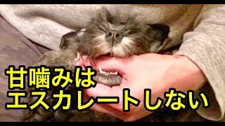 【犬 しつけ】甘噛みはエスカレートしない