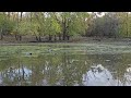 4k 0.5hr goose geese pond no ads 20241021 2