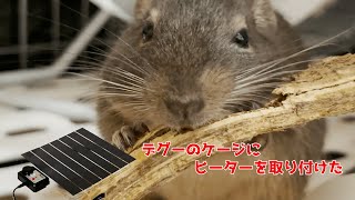 【あつまれてんぐの森】デグーのケージにパネルヒーターを設置してみた【デグチャンネル】【degu channel】