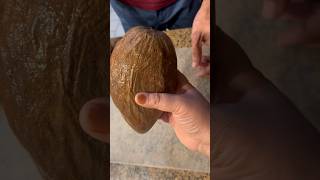 Huge sapodilla fruit #sapodilla #sapota #tropicalfruit#florida #miami#shorts#fruit