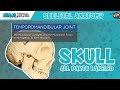 Skull Anatomy | With Labels: Updated Version