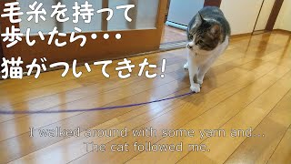 毛糸を持って歩いたら・・・猫がついてきた！（電気が点滅するのは人感センサーの為です）