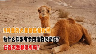 5吨重的大象都能被吃掉，为什么却没有食肉动物吃骆驼？