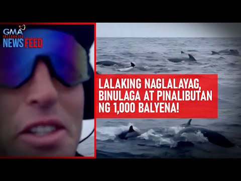 Lalaking naglalayag, binulaga at pinalibutan ng 1,000 balyena! GMA Integrated Newsfeed