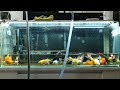 【金魚動画？】ほんとに30%換水で大丈夫？【goldfish】