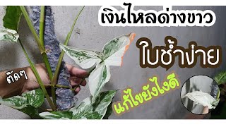 Howto แก้ไขปัญหาใบช้ำใบไหม้#ต้นเงินไหลมาด่างขาว/ใบด่างช้ำง่าย/จัดการง่ายๆไปดูกัน#ขนุนพาทัวร์#ใบด่าง