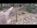 food forest in a forest footpath notes