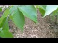 food forest in a forest footpath notes