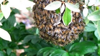 Sustainable Beekeeping: Harnessing the Power of Wild Honeybee Swarms