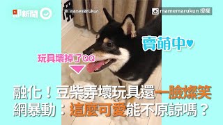 融化！豆柴弄壞玩具還一臉燦笑 網友暴動：能不原諒嗎？｜萌寵｜柴犬