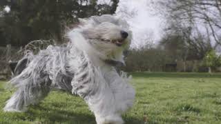 Bearded Collies - Born To Be Wild (GH5 \u0026 Sigma 16mm f1.4)