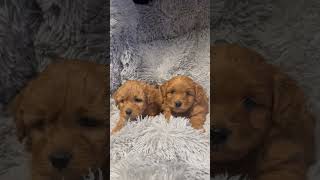 Wij mogen bijna naar onze nieuwe baasjes 🩷 Maltipoo pups Designerdogs Warande Gilze