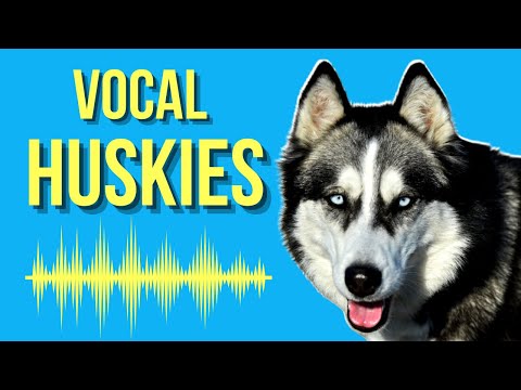 Why Do Huskies Talk So Much? (Singing Husky) [Expert Opinion]