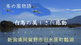 2024年12月2日（月）新潟県阿賀野市瓢湖に白鳥を見に行きました。その日はとても快晴で、白鳥や野鳥がとても美しく羽ばたいてました🦢