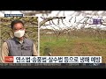 개화기 과수 저온피해…예방기술로 극복 연합뉴스tv yonhapnewstv