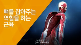 뼈를 잡아주는 역할을 하는 근육 - (20141119_525회 방송)_꼬부랑병 사모곡(思母曲), 어머니의 허리가 아프고 굽어가는 이유