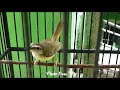 Burung cikrak gacor parah