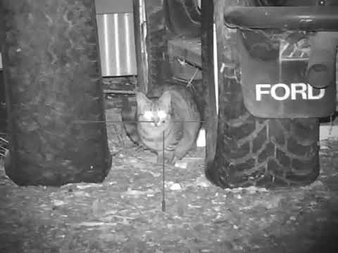 Will a 22 kill a cat?