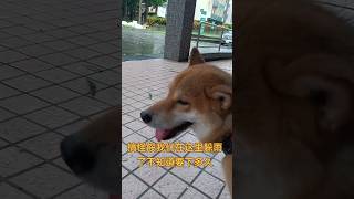 每次都這樣，都搞到下大雨了，生氣氣😡😡😡#柴犬 #狗狗 #颱風天 #下雨  #遛狗 #dogvideo #funny