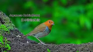 日本歌鴝/Japanese Robin