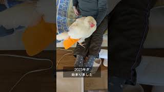 😀あけおめです にわとり happy New Year chicken. 【鶏 オムツ 鳥 おむつ ペット ニワトリ】