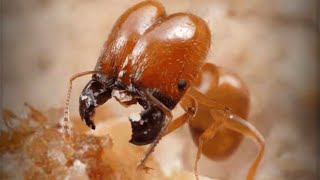 ザ・アンツ（TheAnts）の通常孵化で青品質特化アリのバラオオズアリが孵化する瞬間！！当特化アリ保有済みの為、自動的に対応特化アリ残骸に変換。