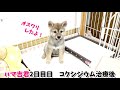 子犬の柴犬兄弟が初めて家に来てから2日目の出来事を比べてみた！