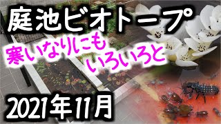 庭池ビオトープ～2021年11月～金魚追加、ミズサンザシ植え替え～