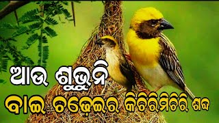 ଆଉ ଶୁଭୁନି ବାଇ ଚଢ଼େଇର କିଚିରିମିଚିରି ଶବ୍ଦ