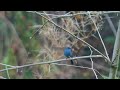 verditer flycatcher facts