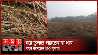 মামলা আর দখলদারিত্বে বিপাকে ২৮ একর জমির বর্গা চাষিরা ! | Jhalokati News | Somoy TV